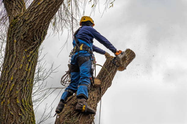 Best Stump Grinding and Removal  in Lewistown, MT