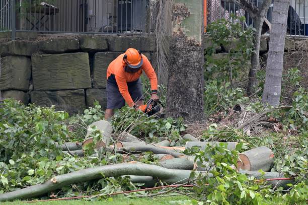 Lewistown, MT Tree Removal Company